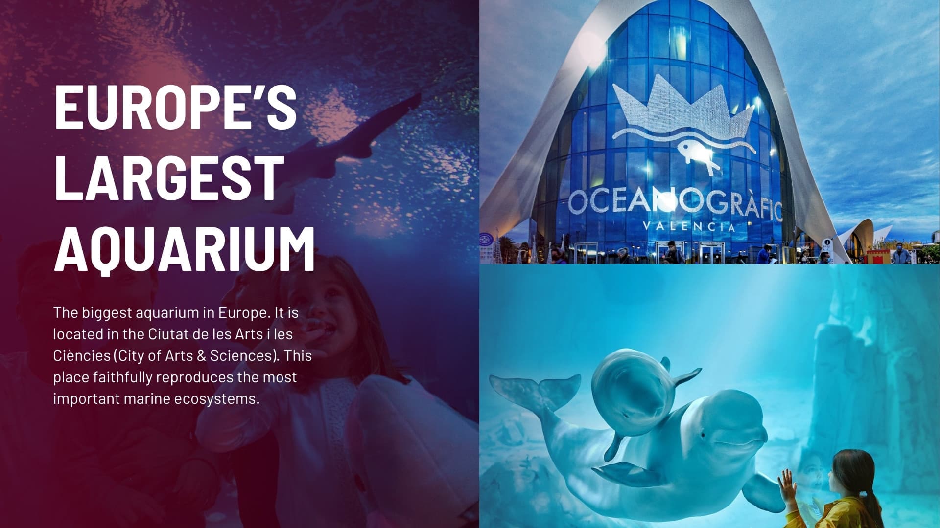 Europe's Largest Aquarium – Valencia Spain