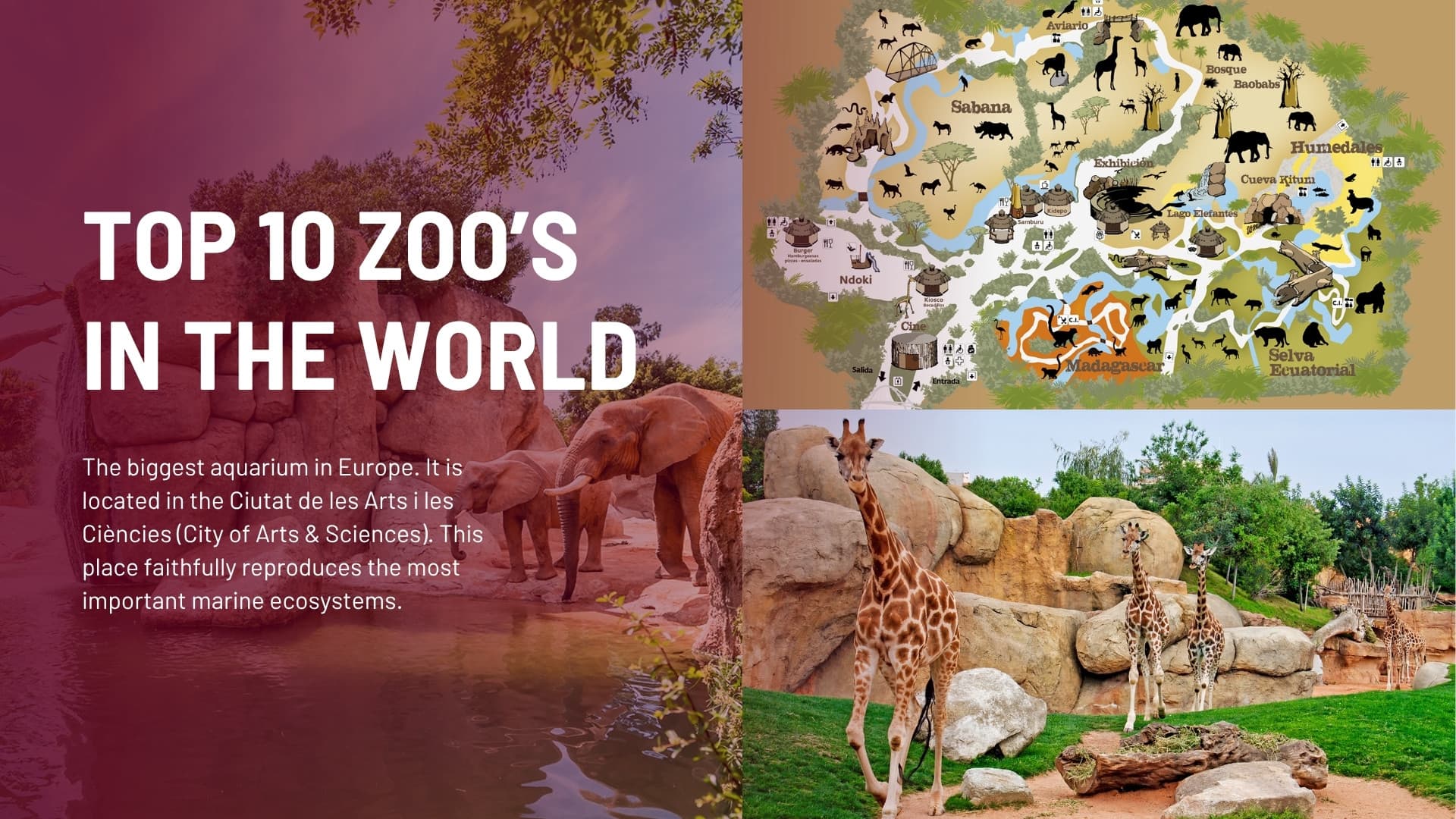 Bioparc — Top 10 Zoo in the World – Valencia Spain